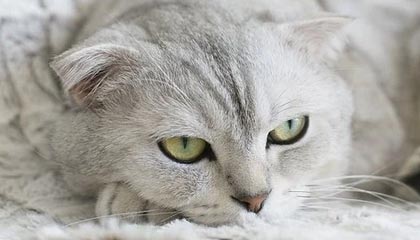 娇吟蜜汁耸动美妇:末世狩猎者-市场降准降息预期升温，多家机构“首席”详解政策空间